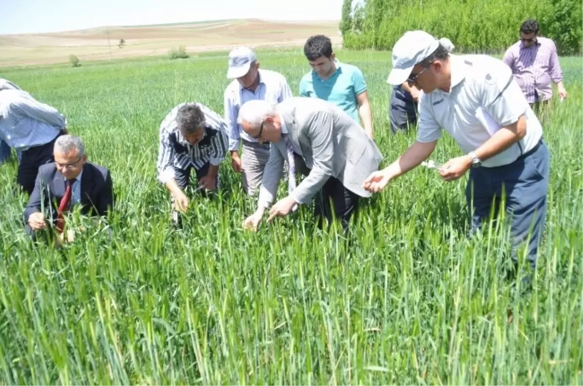 Süneye Karşı Biyolojik Mücadele Başladı