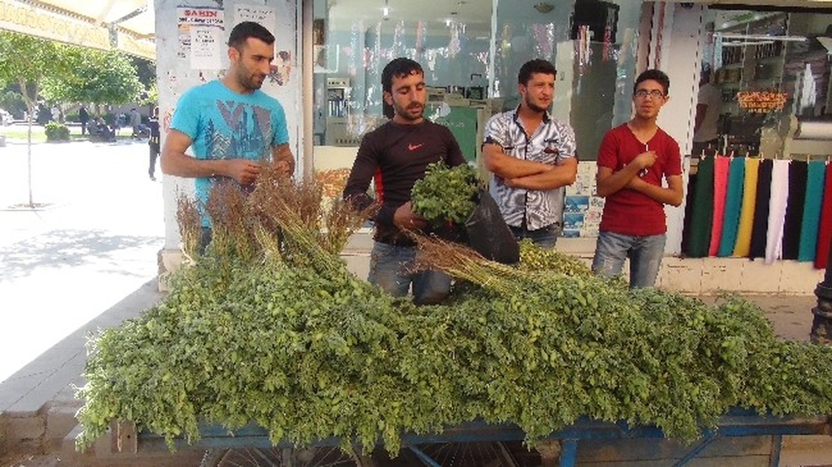 Yeşil Nohut Tezgahlarda Yerini Aldı