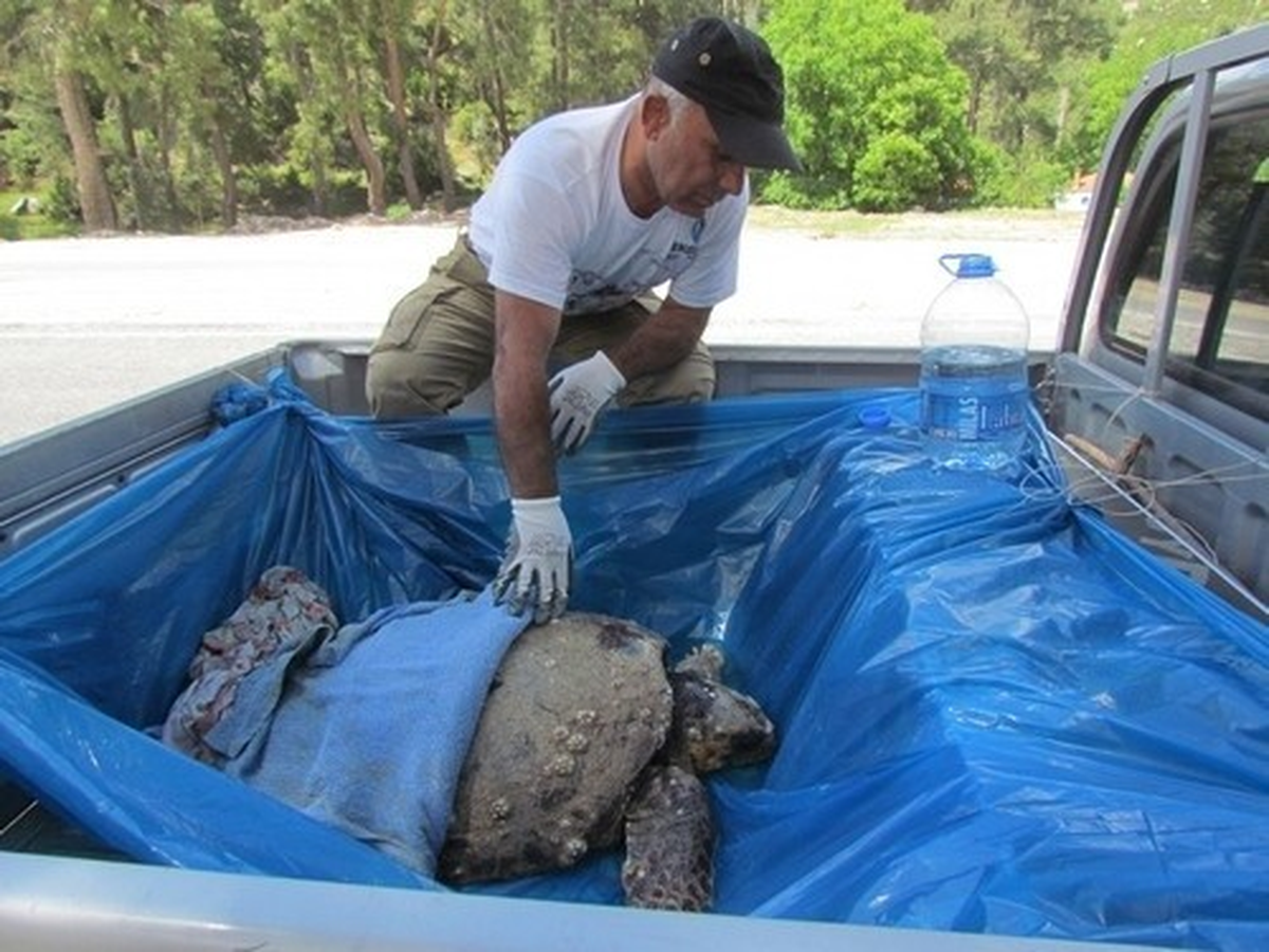 Didim\'de Caretta Caretta Operasyonu