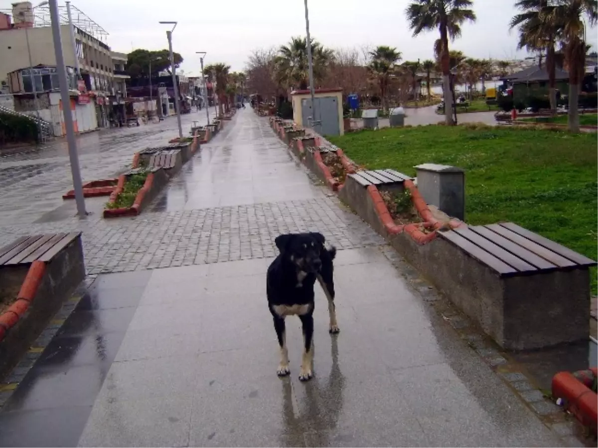 Didim\'de Sokak Köpekleri İçin Yer Arayışı