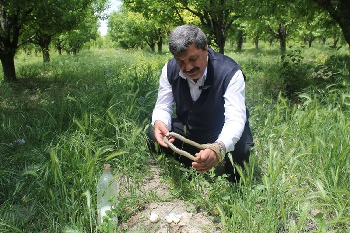 Elini Sokan Yılana Gözü Gibi Bakıyor