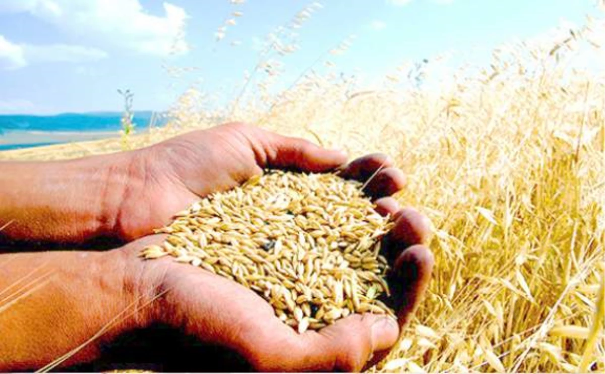 Fao Gıda Görünüm Raporu: Türkiye\'de Tahıl Üretimi Düşecek
