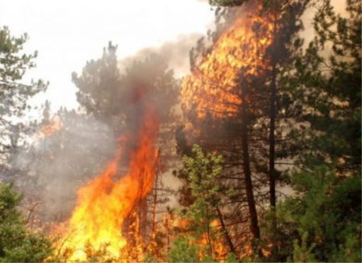 Orman Yangınlarıyla Mücadele Çalışmaları