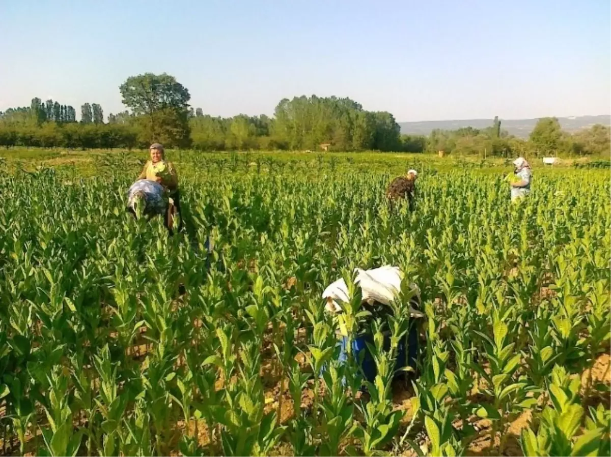 Tütün Yüz Binlerce Kişinin Geçim Kaynağı