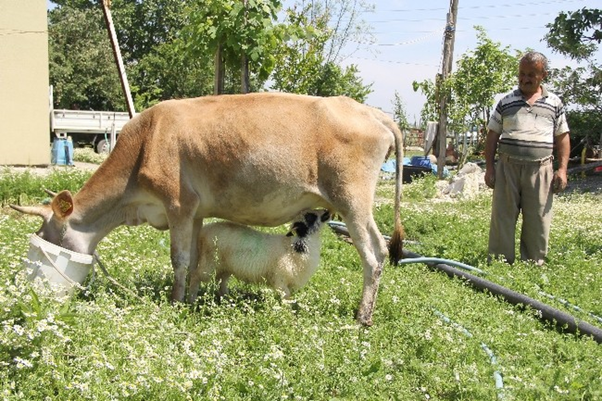 Annesinin Terk Ettiği Kuzuyu İnek Emziriyor