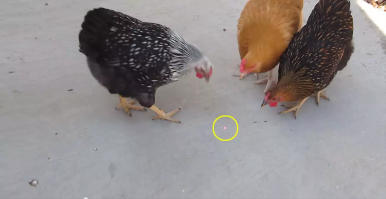 Lazer Işığını Yem Zanneden Tavuklar