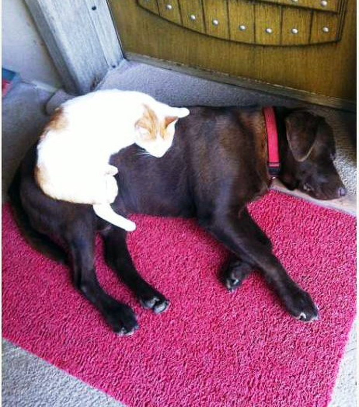 Erkek Köpek Kedi Yavrusunu Annesi Gibi Sahiplendi