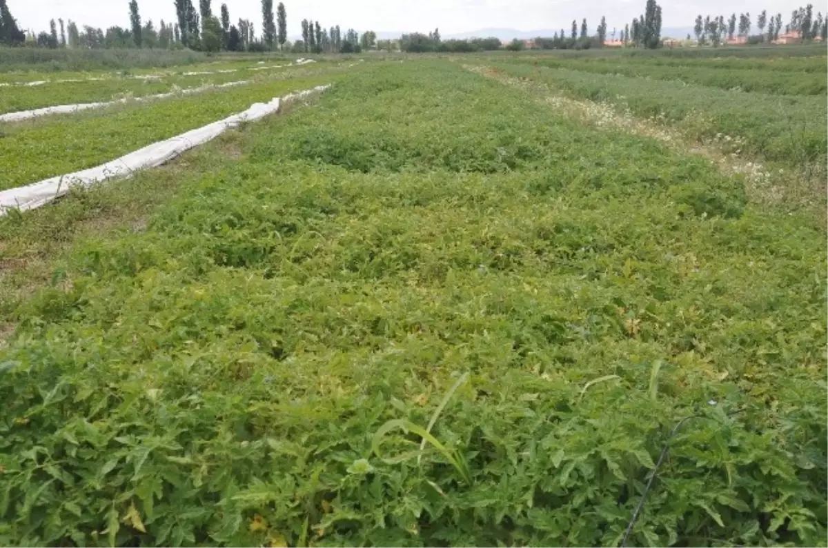 Nisan Yağmuru Mayısta Yağınca Fideler Çöp Oldu