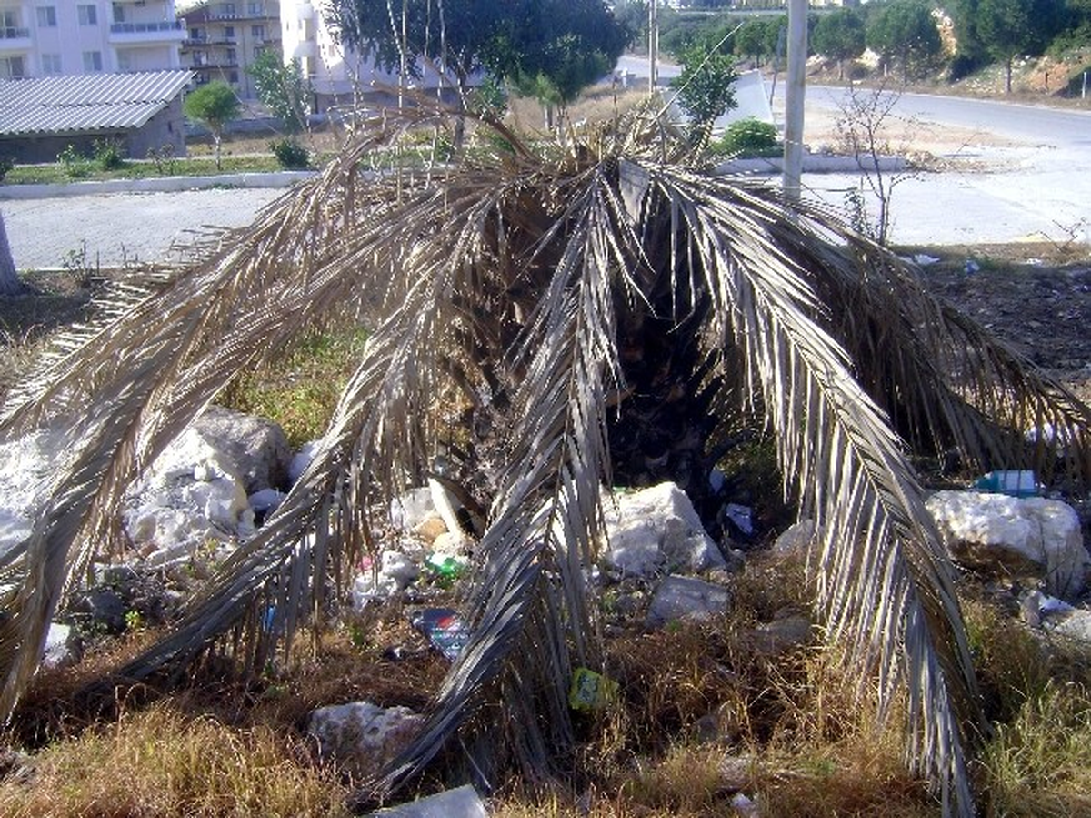 Didim\'de Palmiyelerin Nesli Tükeniyor