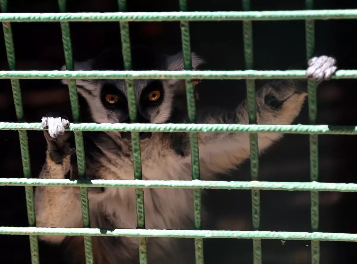 Gaziantep Hayvanat Bahçesi\'ne "Safari Park" Yapılacak