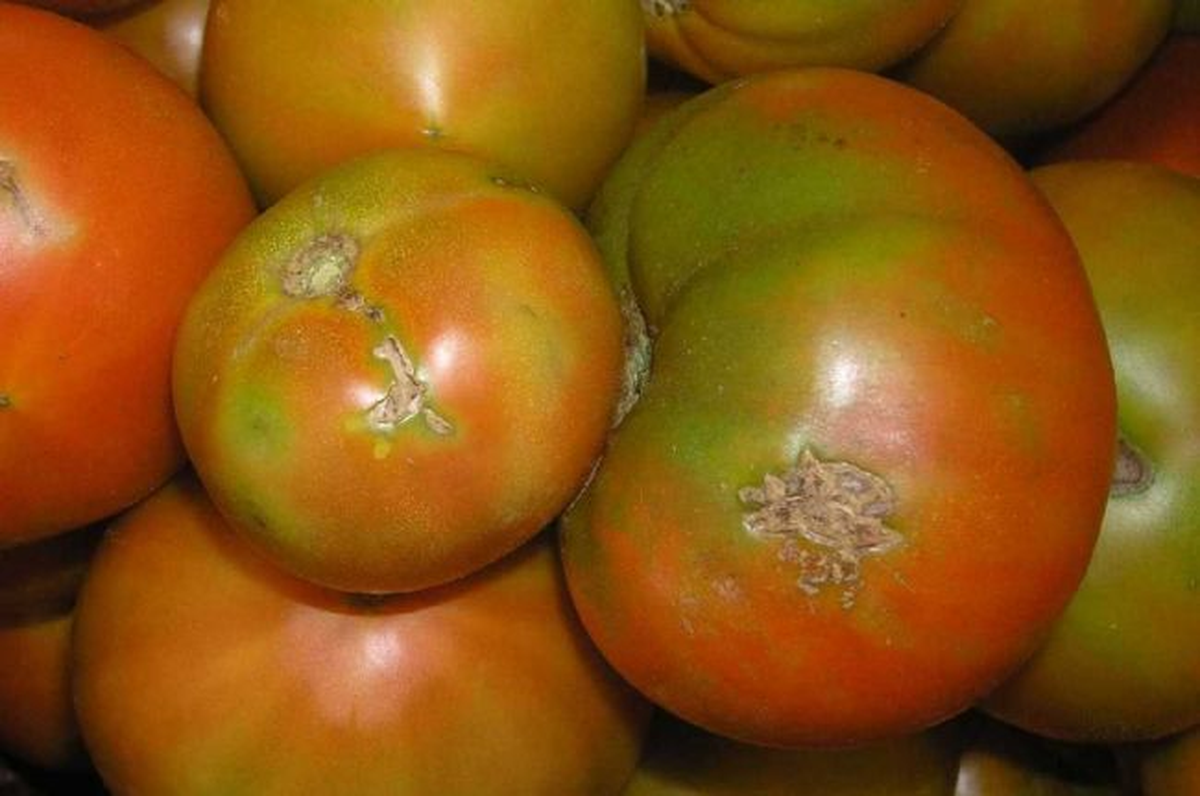 Gazipaşalı Çiftçilere Tuta Absoluta Anlatıldı