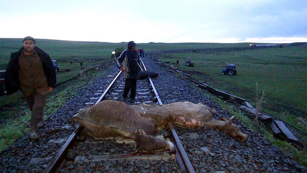 Kars\'ta Tren Büyükbaş Hayvan Sürüsüne Çarptı