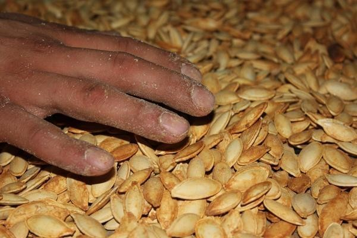 Meşhur Nevşehir Kabak Çekirdeği \'Nevşehir Hanım Tırnağı\' İsmiyle Coğrafi İşaret Alıyor