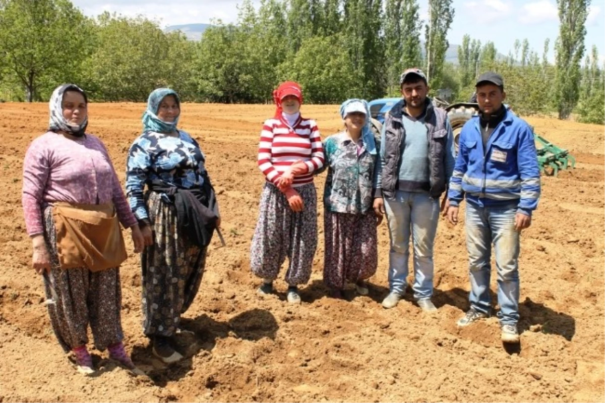 Ovacık\'ta Barbunya İçin Ekim Vakti