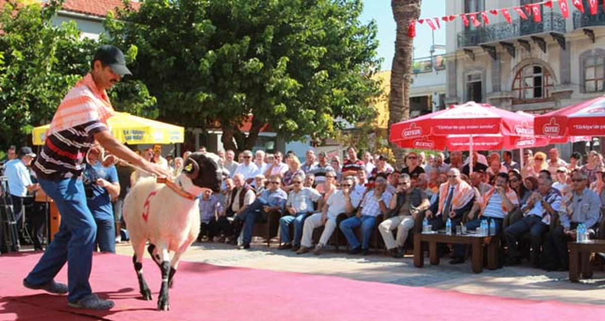 Şampiyon Kuzularla Neşeli Haftasonu