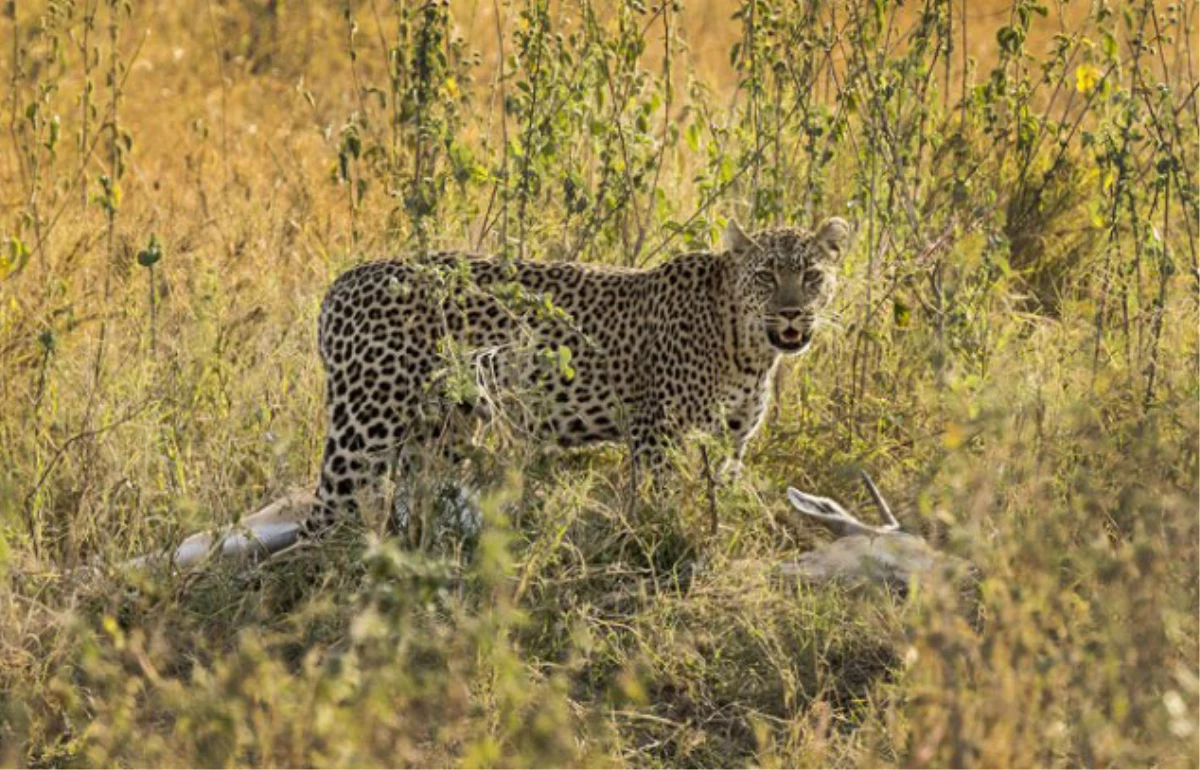 Siirt\'te Leopar İzi Sürüldü