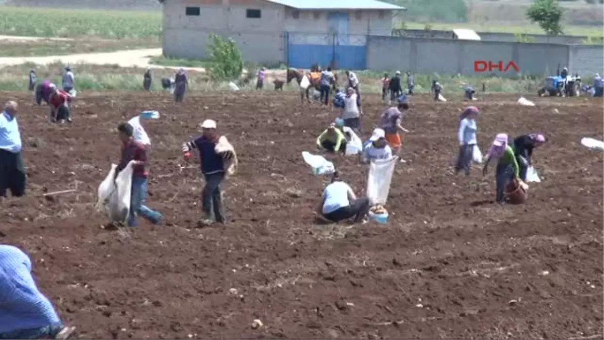 Hasat Sonrası Tarlada Kalan Patates Yoksulun Gıdası Oldu