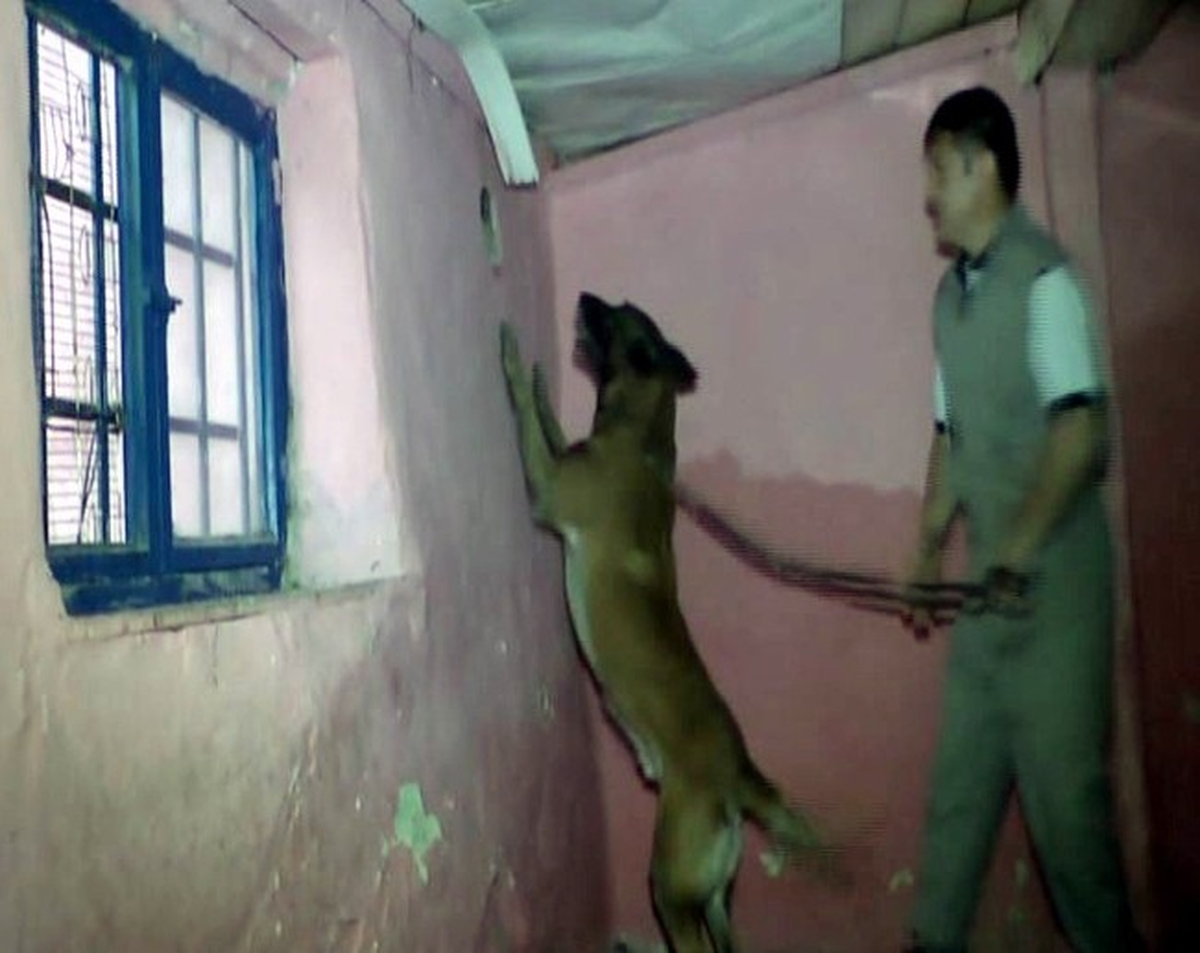 Narkotik Köpeğinin, Tavan Arasındaki Uyuşturucuyu Bulduğu An