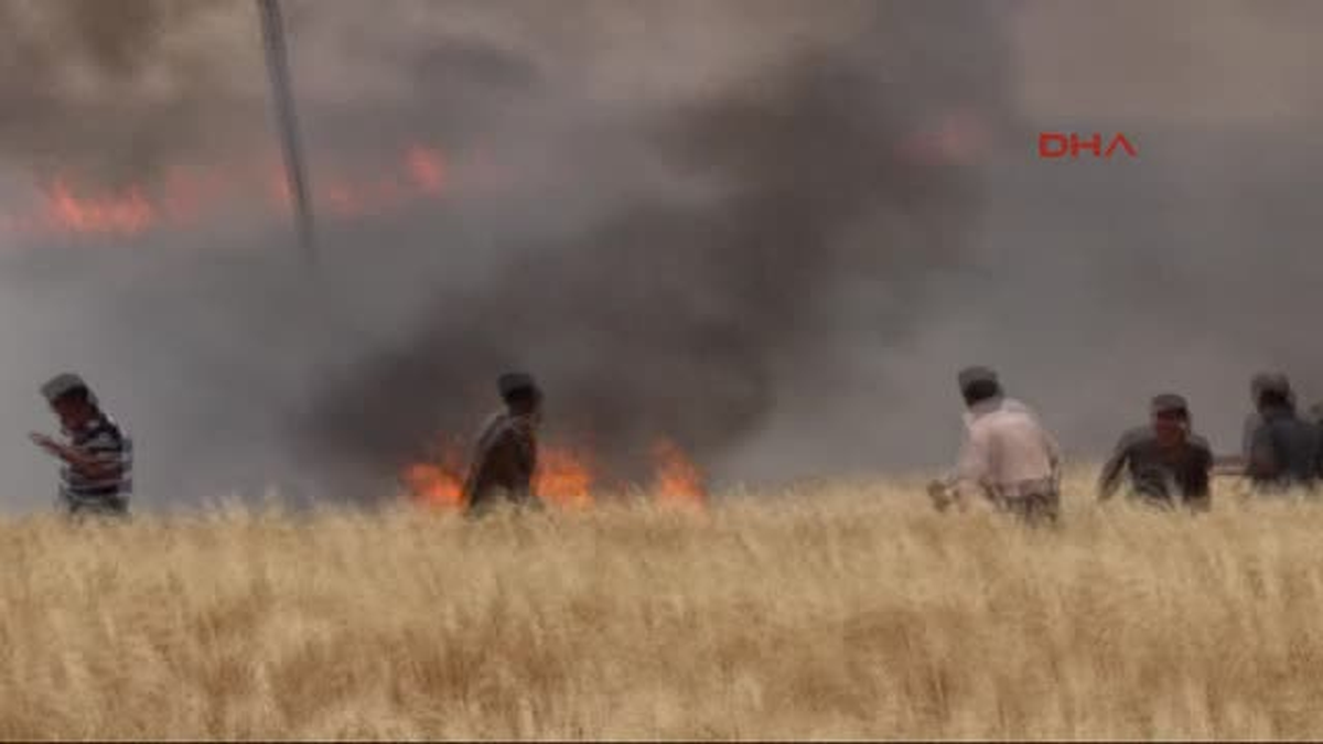 Ceylanpınar\'da Arpa Tarlasında Yangın Paniği