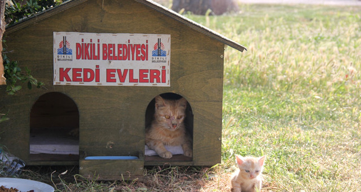 Dikili\'de Minik Dostlarımız Koruma Altında