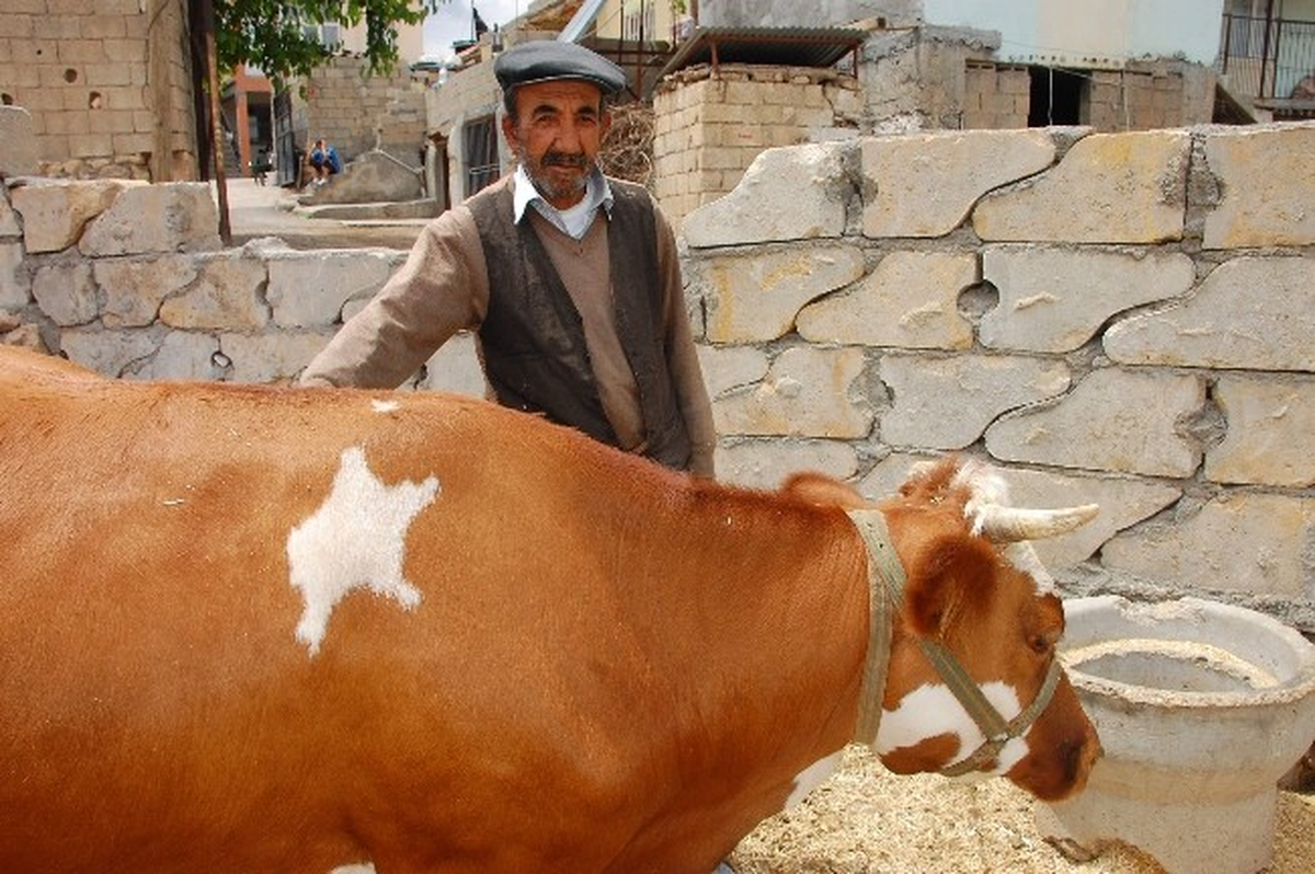 Tek Yıldızlı İnek