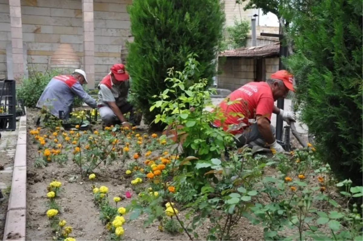 Ürgüp Belediyesi Tarafından 10 Bin Adet Çiçek Dikildi