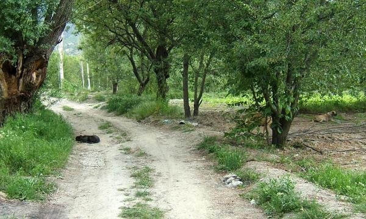 Afyonkarahisar\'da Köpek Katliamı