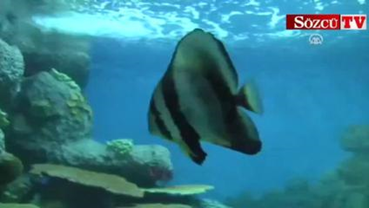 Eskişehir'de 'Sualtı Dünyası' Açıldı