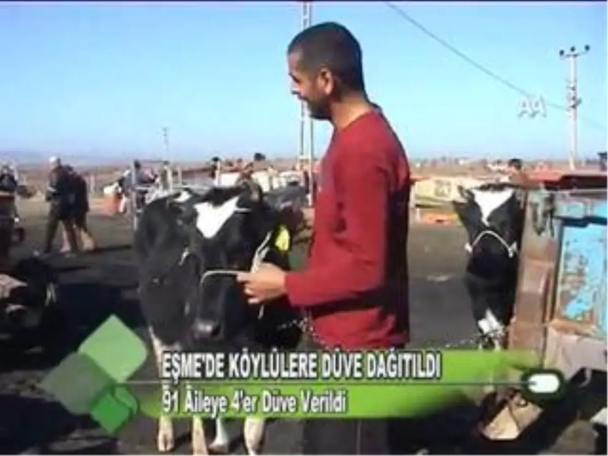 Eşme\'de Köylülere Düve Dağıtıldı 13.01.2012