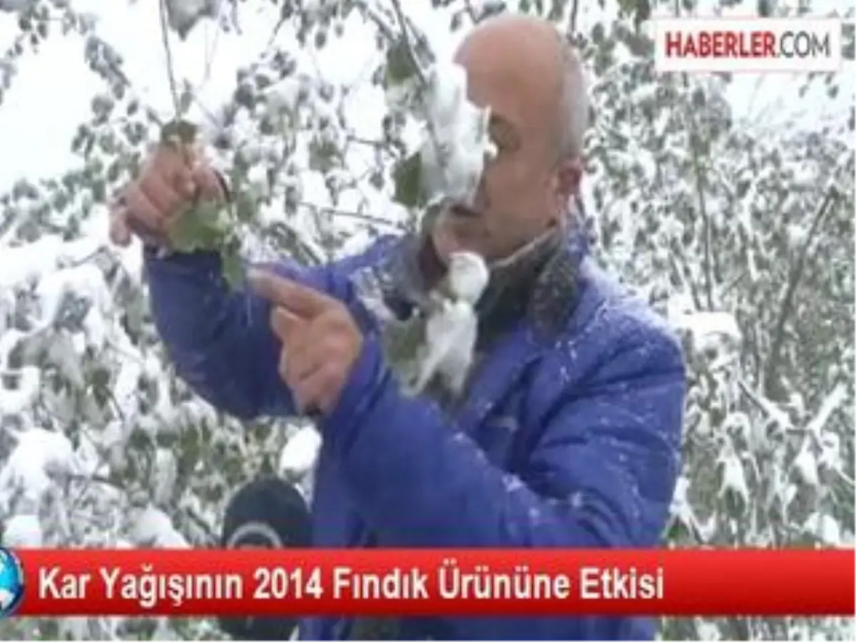 Kar Yağışının 2014 Fındık Ürününe Etkisi