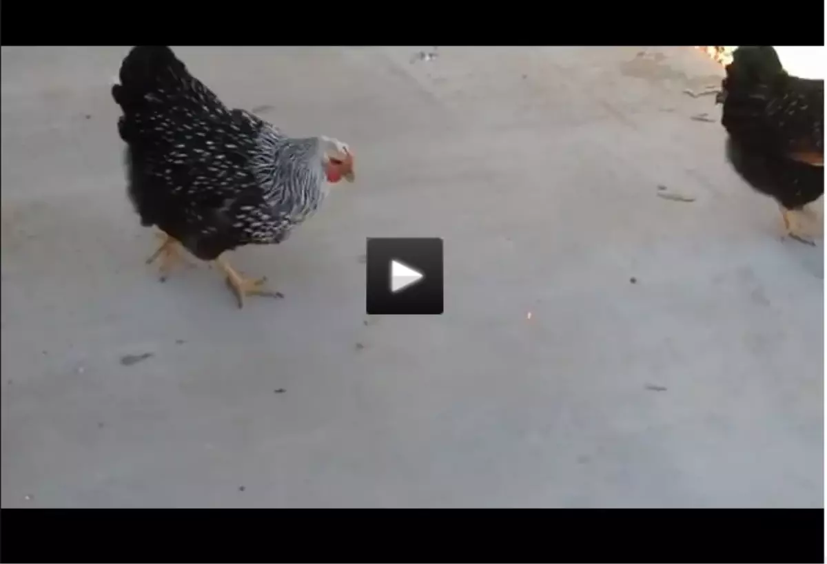 Lazer Işığını Yem Zanneden Tavuklar