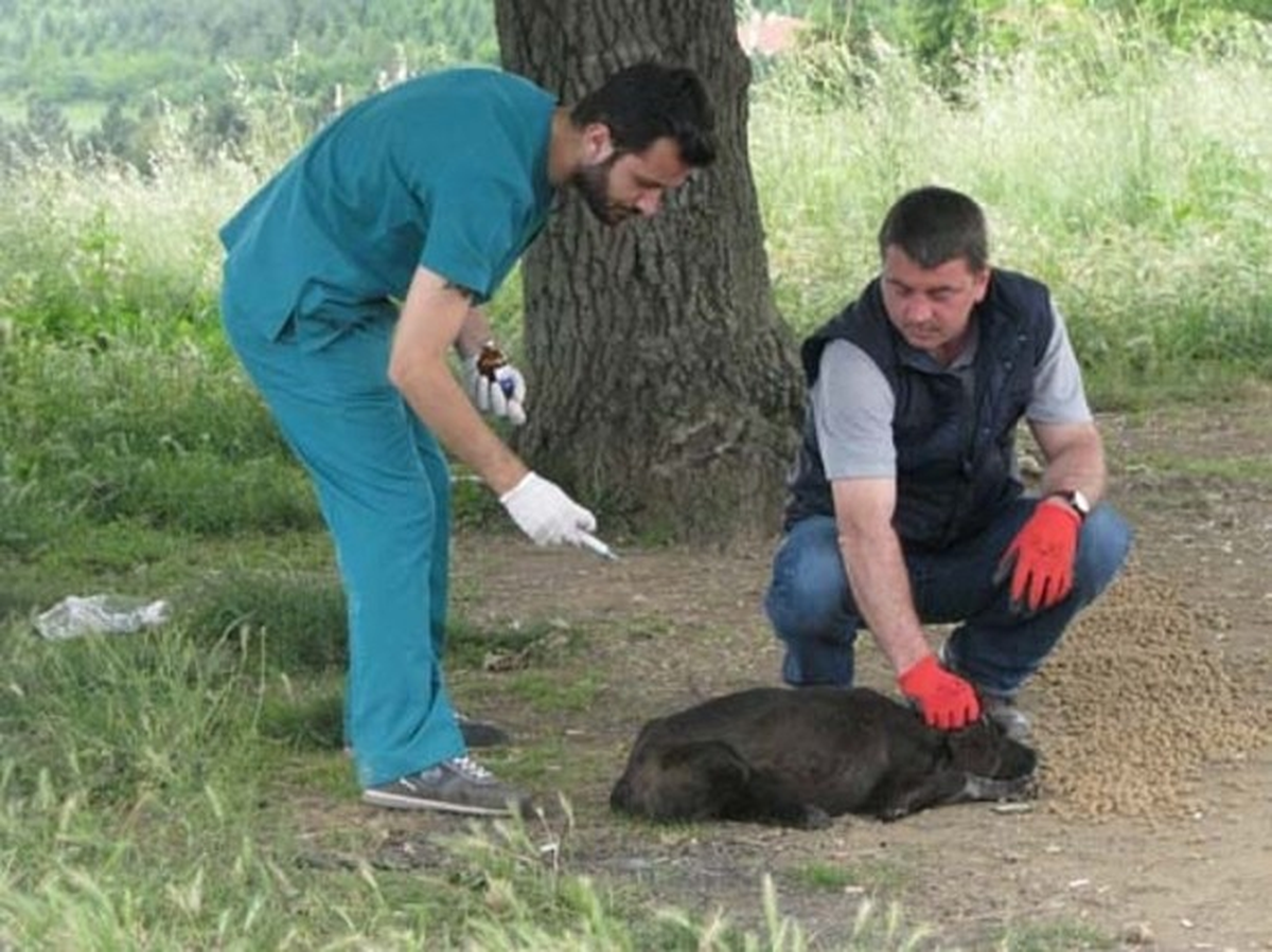 Sakarya\'da Sokak Hayvanları Aşılandı