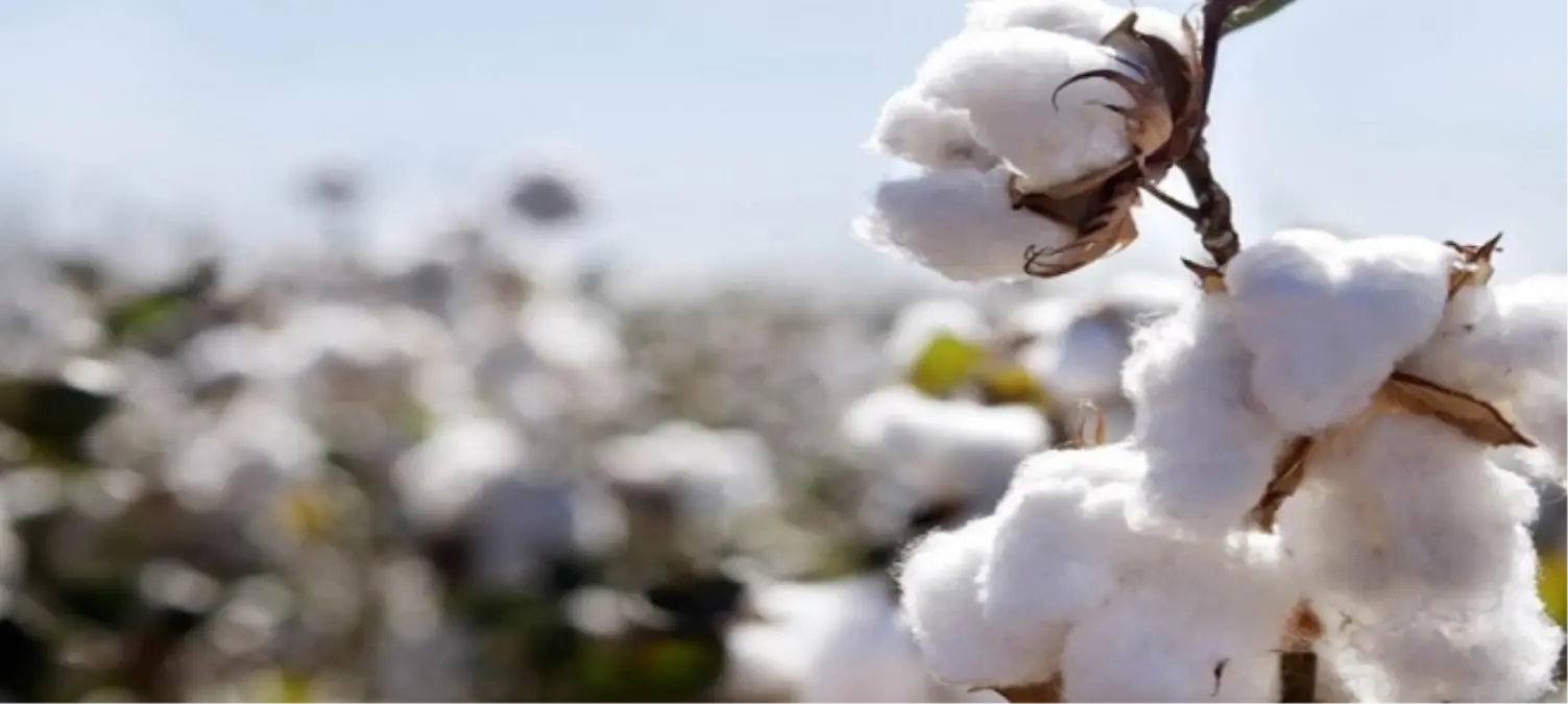 Şanlıurfa Ticaret Borsasında Ürün Fiyatları