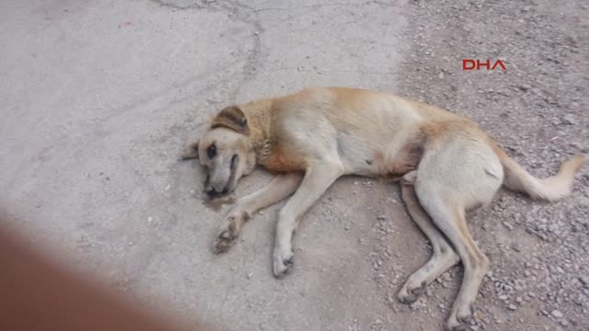 Sokak Köpeğini Kısırlaştırmaya Sürükleyerek Götürdüler