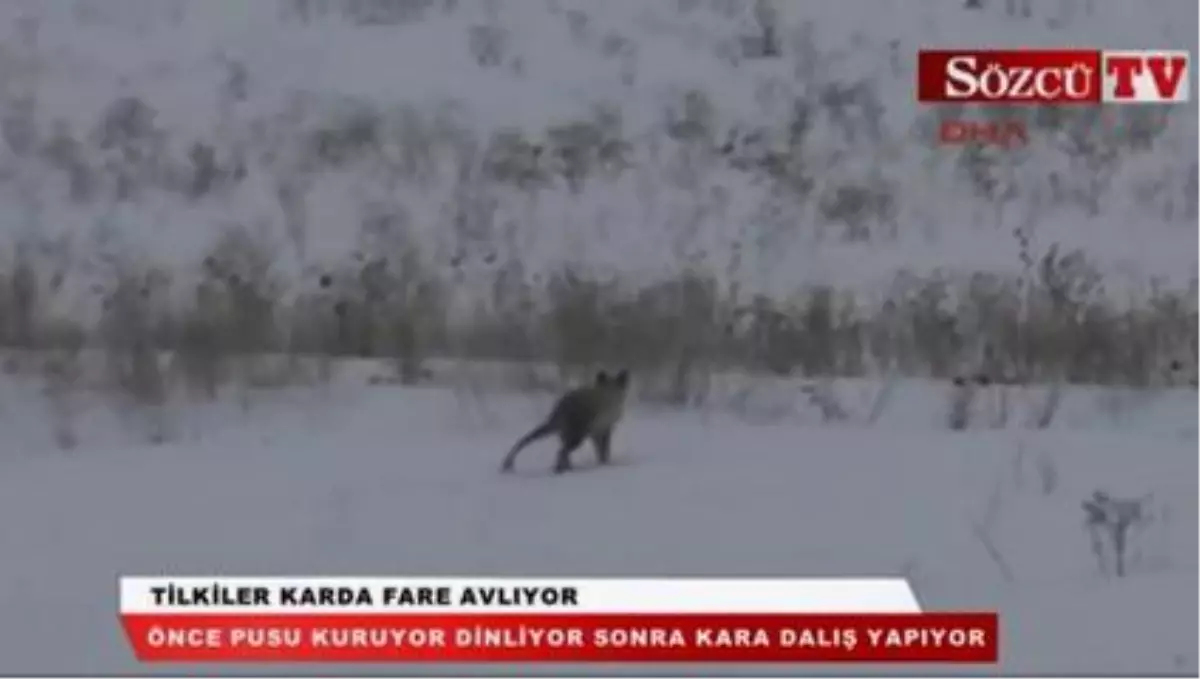 Tilkiler Karda Fare Avlıyor