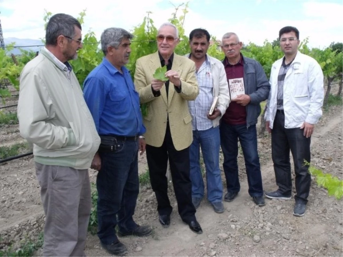 Üzüm Üreticileri, Rekolte ve İran Üzümü Endişesi Yaşıyor
