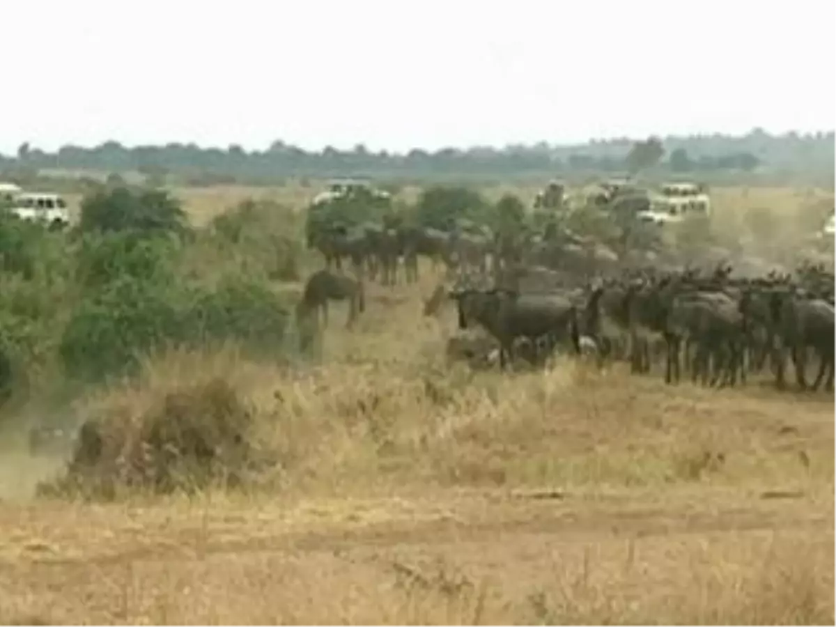 Wildebeest Herd Takes On Deadly Mara Crocodile Crossing