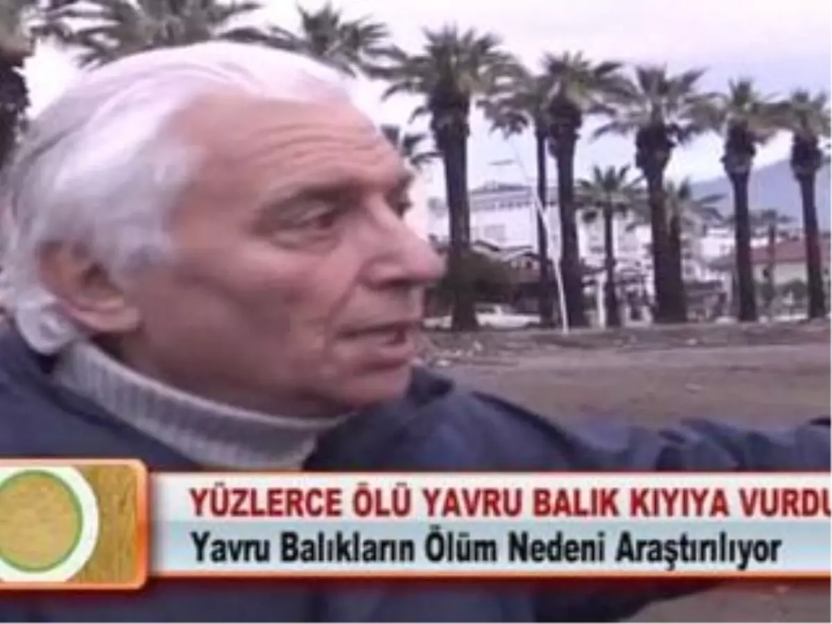 Yüzlerce Ölü Yavru Balık Kıyıya Vurdu 01.03.2012