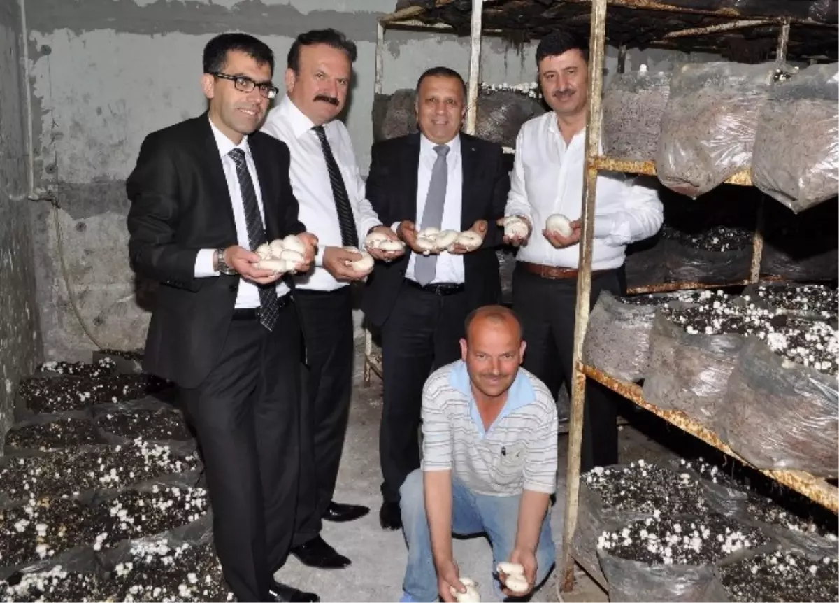 Boztaş; Manavgat'ın Mantar Üretimi Yapılan Tek Tesisi'ni Ziyaret Etti