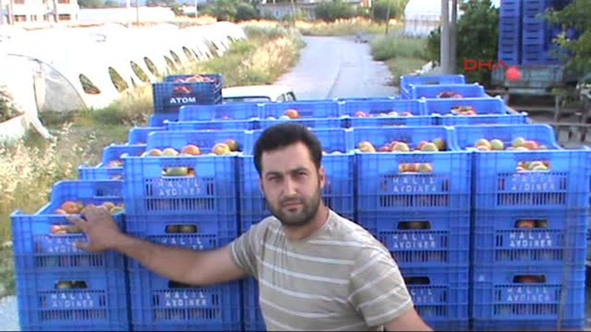 Domates Fiyatı Dip Yaptı, Kasası 1 Lira
