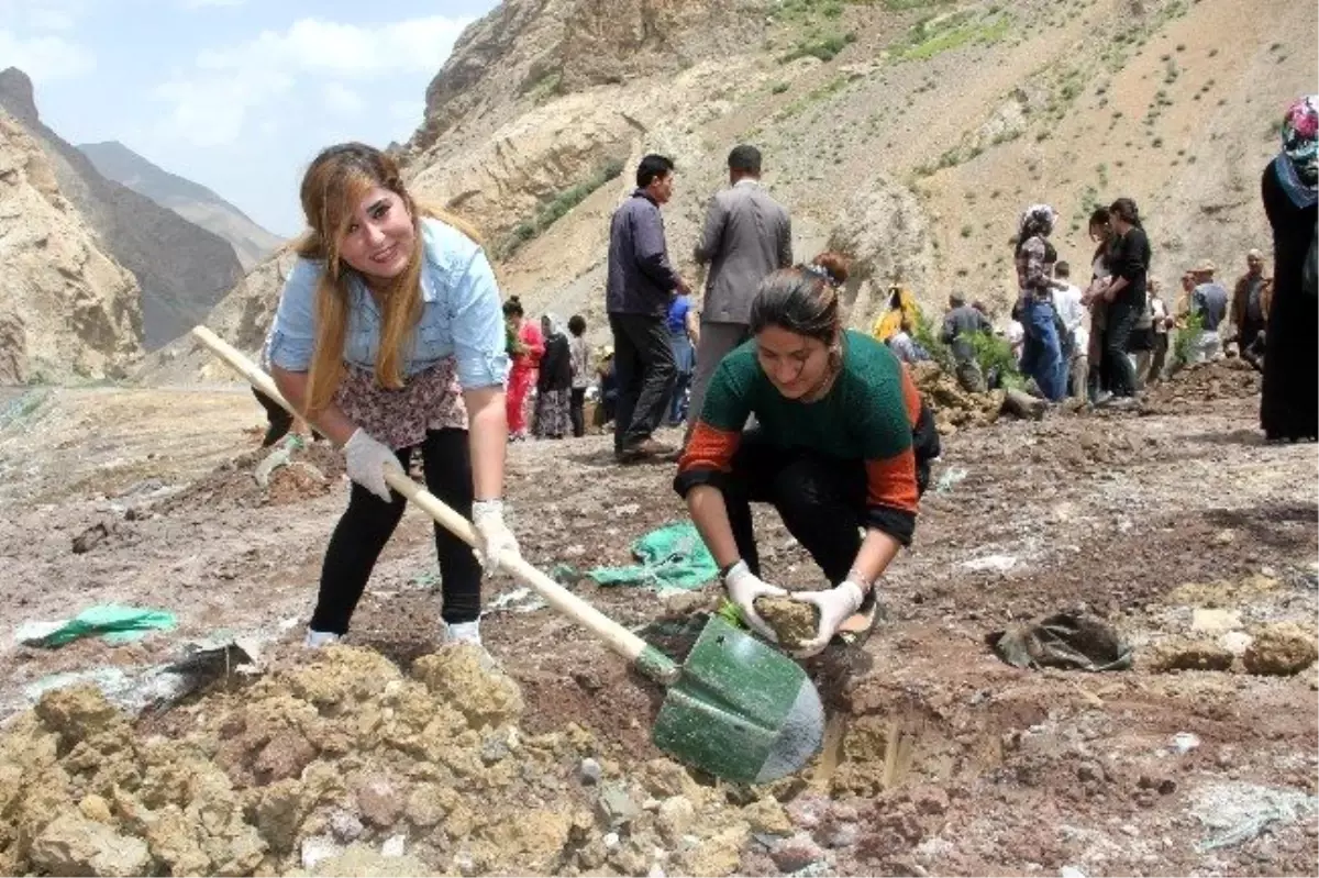 Hakkari\'de 3 Bin Fidan Dikildi