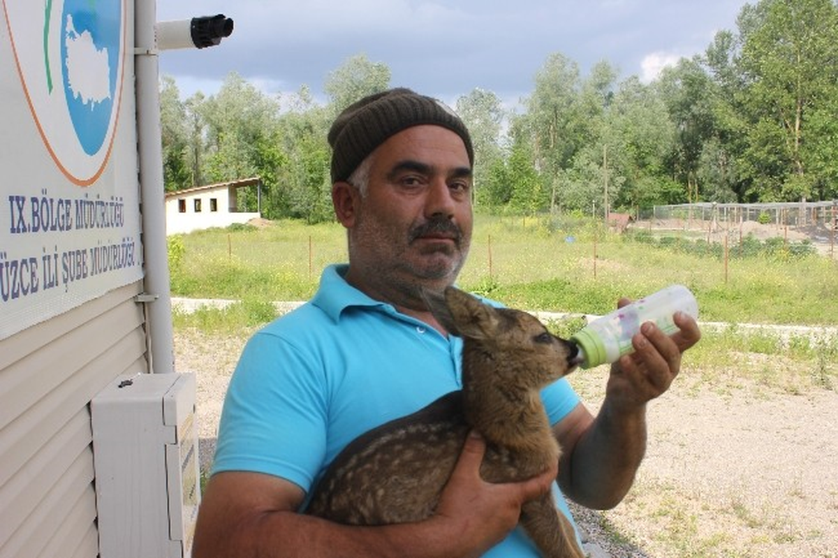 Yavru Karaca Keçi Sütü ile Besleniyor