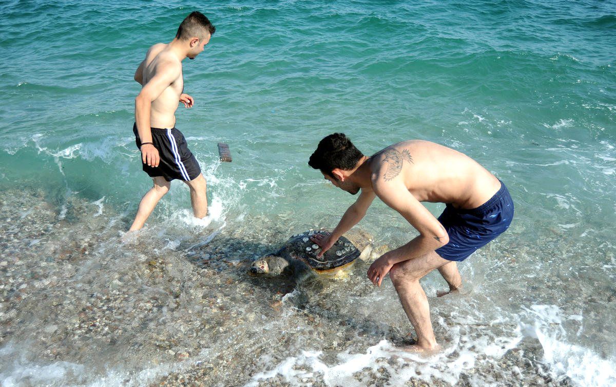 Antalya\'da, Sahilde Ölü Caretta Caretta Bulundu