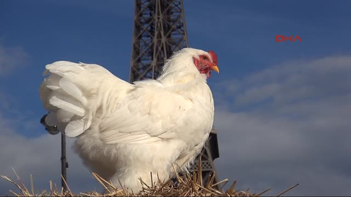 Eyfel Kulesine Karşı Çiftlik Kuruldu