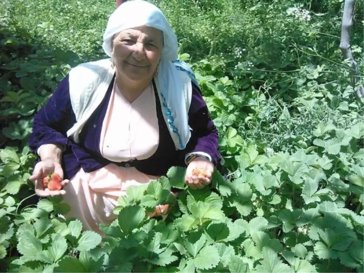 Hakkari\'de Yılın İlk Çilekleri Piyasaya Çıktı