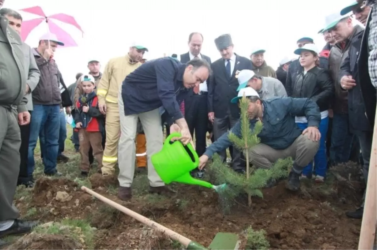 301 Soma Şehidi İçin Aziziye Tabyalarında 2 Bin 400 Fidan Dikildi