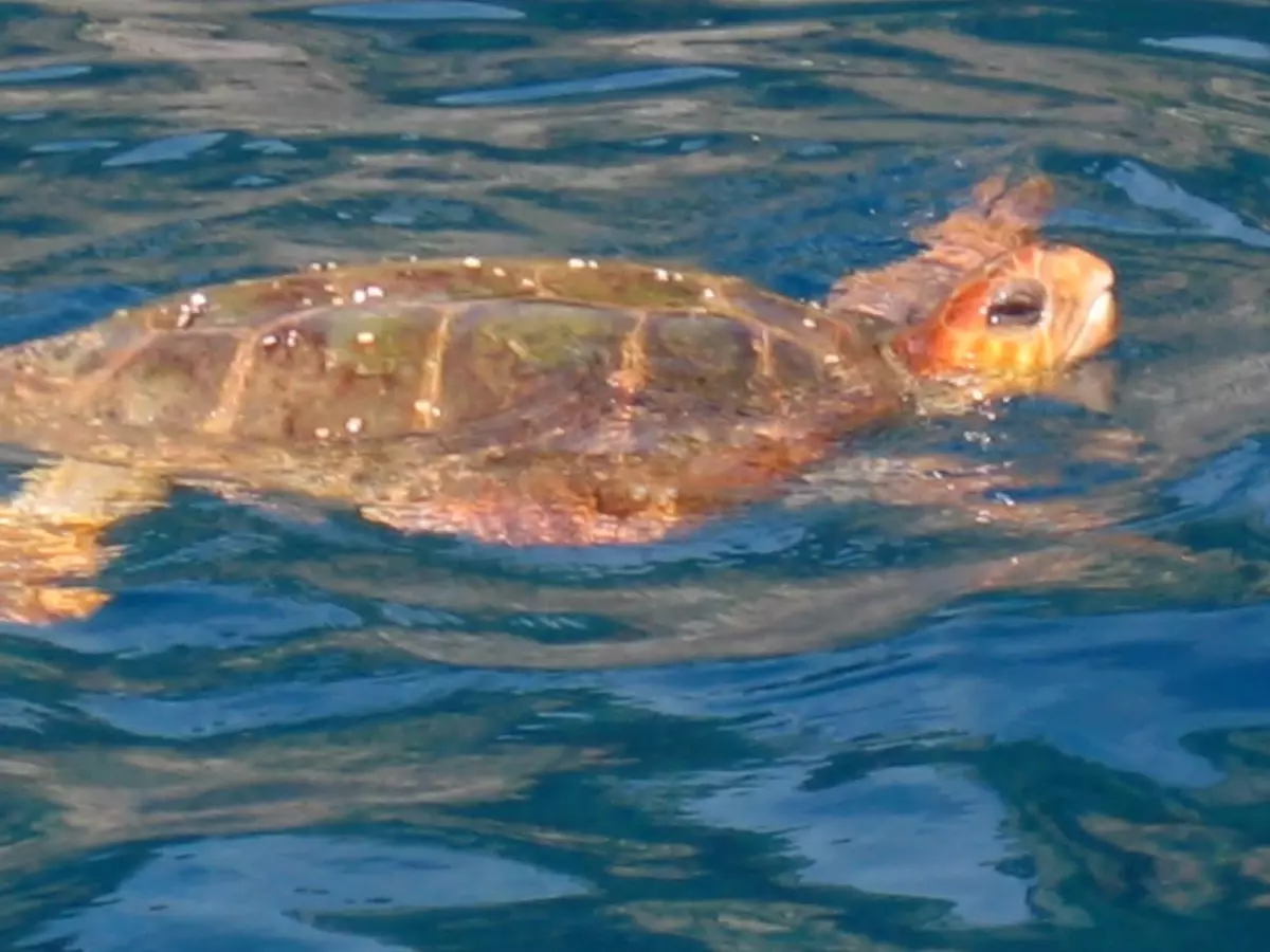 Alanya\'da Caretta Caretta Kurtarma Operasyonu