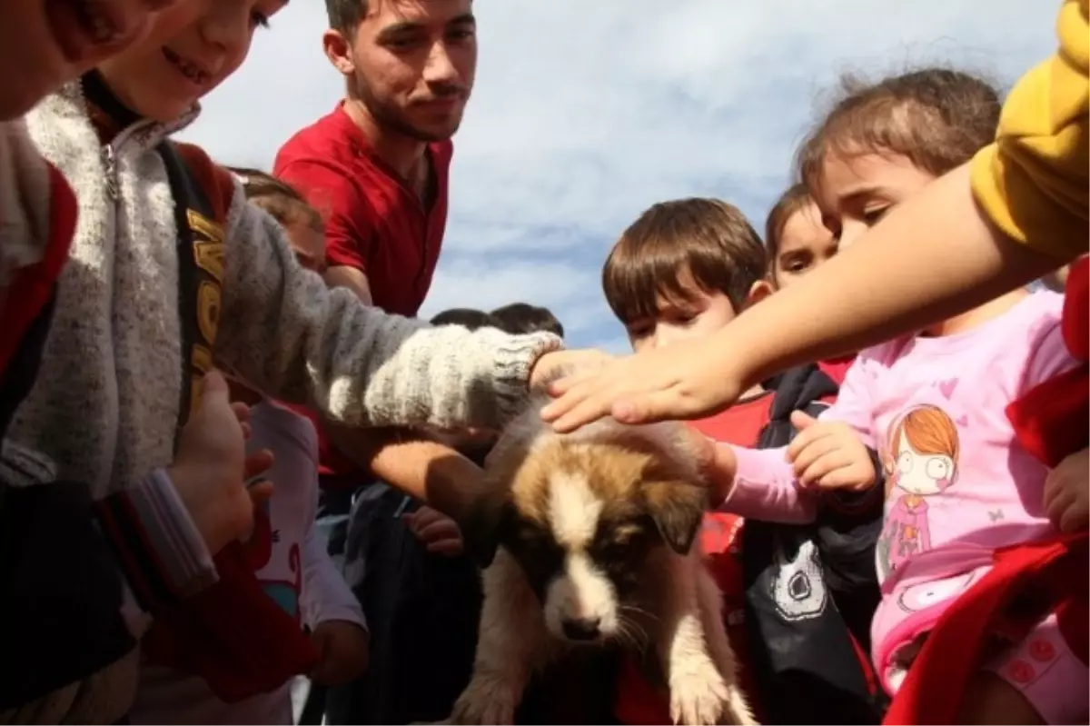 Üniversite Öğrencileri Hayvan Barınağını Ziyaret Etti