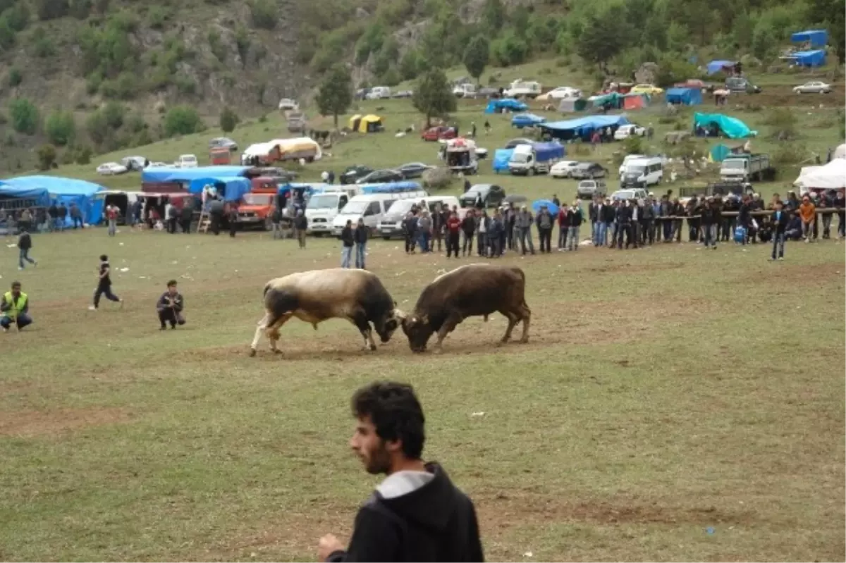 Boğalar Marant\'ta Kozlarını Paylaştı