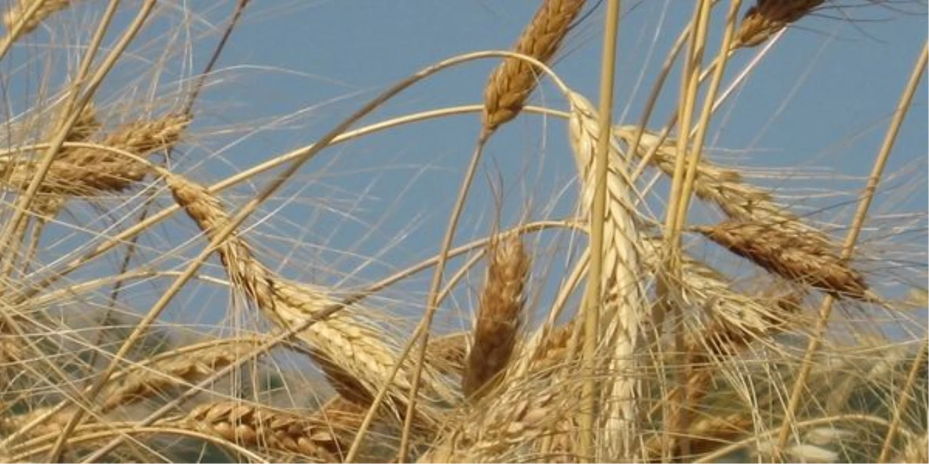 Buğdaydaki "Çökerten" Hastalığının Arttığı İddiası